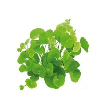 Hydrocotyle leucocephala