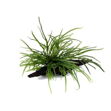 Microsorum Trident pe lemn