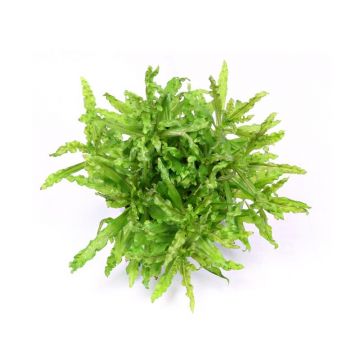 Planta acvariu Dennerle Pogostemon Helferi