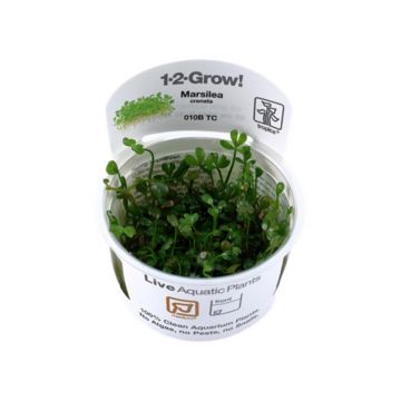 Planta acvariu Marsilea minuta (ex crenata) in vitro Tropica