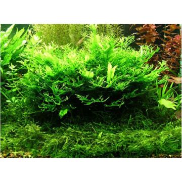 Planta acvariu Microsorum Pteropus 'Windelov' Tropica