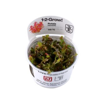 Planta acvariu Rotala macrandra In Vitro Tropica