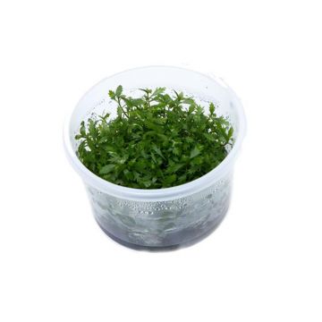 Proserpinaca Palustris Cuba In Vitro Tropica