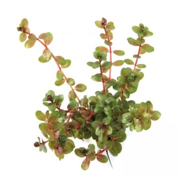 Rotala Rotundifolia