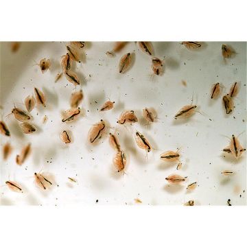 Daphnia Vie 25x90ml