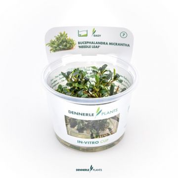Dennerle Bucephalandra spec Mini(micrantha) Needle Leaf In-Vitro