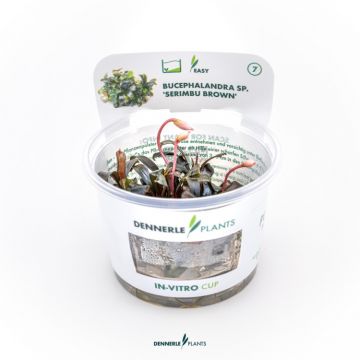 Dennerle Bucephalandra spec Serimbu Brown In-Vitro