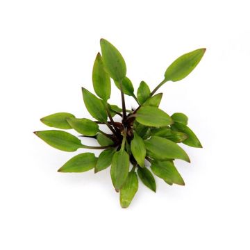 Dennerle Cryptocoryne lutea Hobbit