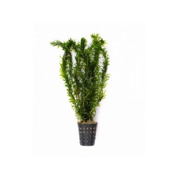 Dennerle Egeria Densa Tropical type