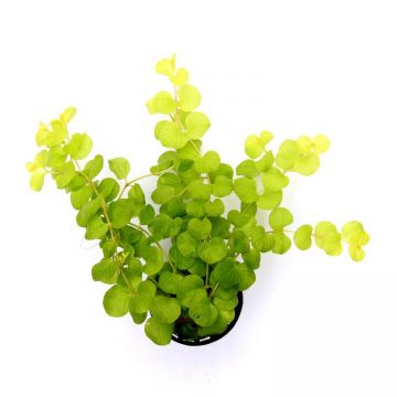 Dennerle Lysimachia nummularia Aurea