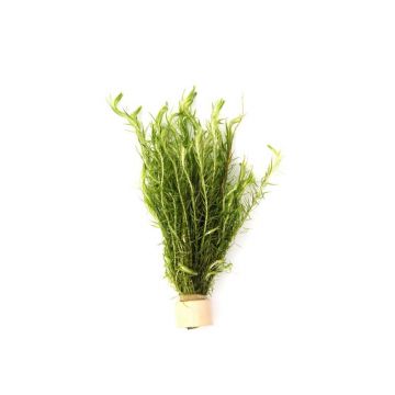 Dennerle Mayaca fluviatilis