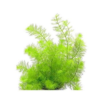 Dennerle Myriophyllum spec. Guayana