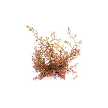 Dennerle Rotala spec. H-Ra
