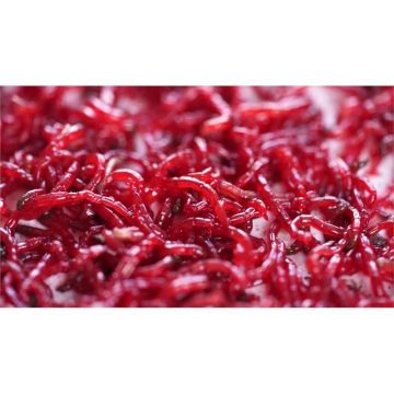 Larve Chironomus vii 45ml