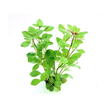 Ludwigia repens