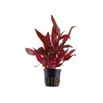 Planta acvariu Alternanthera Reineckii Rosanervig Stoffles