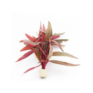 Planta acvariu Alternanthera sessilis Stoffels