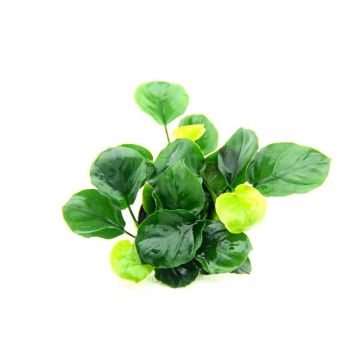 Planta acvariu Anubias barteri Coin Leaf Dennerle