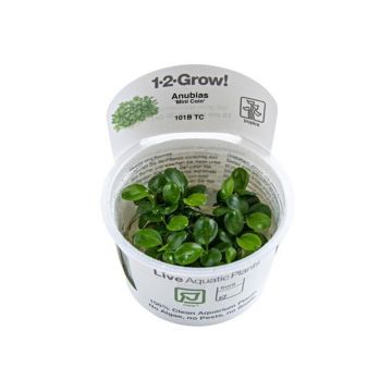Planta acvariu Anubias barteri Mini Coin in vitro Tropica