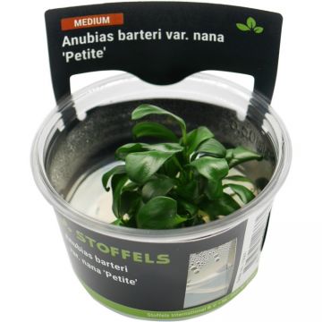 Planta acvariu Anubias barteri Petite in vitro Stoffels
