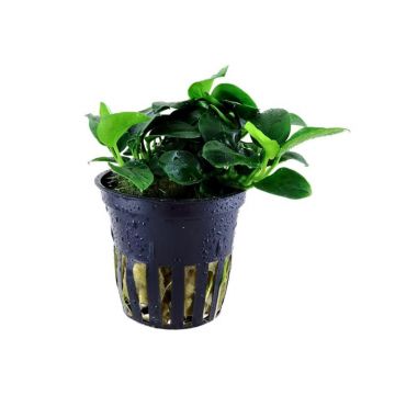 Planta acvariu Anubias barteri Petite Tropica