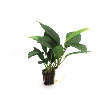 Planta acvariu Anubias Heterophylla Congensis Stoffels