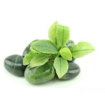 Planta acvariu Anubias nana Jade Dennerle