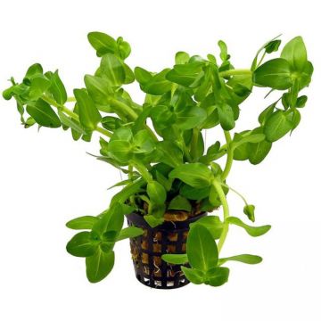 Planta acvariu Bacopa caroliniana (Amplexicaulis) Stoffels