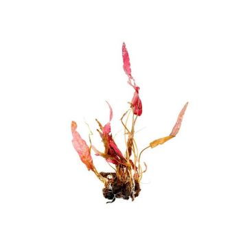 Planta acvariu Barclaya Longifolia (BULB) Aquaflora