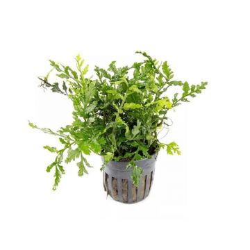Planta acvariu Bolbitis Heteroclita Difformis Stoffels
