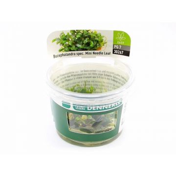 Planta acvariu Bucephalandra sp Needle Leaf in vitro Tropica