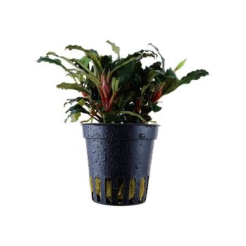 Planta acvariu Bucephalandra sp Red Tropica