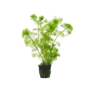 Planta acvariu Cabomba aquatica Stoffels