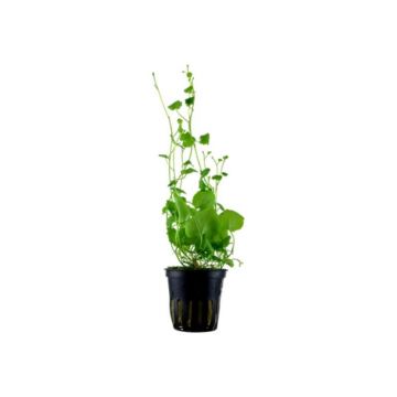 Planta acvariu Cardamine Lyrata pot Tropica