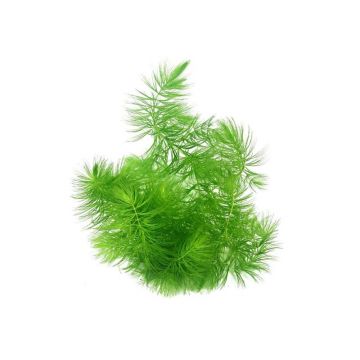Planta acvariu Ceratophyllum Demersum Stoffels