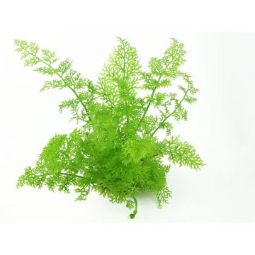 Planta acvariu Ceratopteris Thalictroides Stoffels