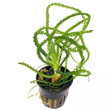Planta acvariu Crinum calamistratum Stoffels