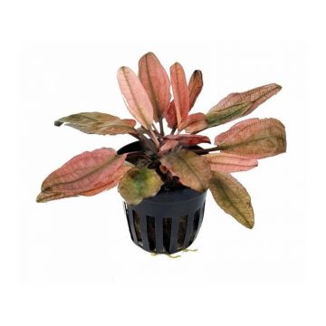Planta acvariu Cryptocoryne Fancy Pink Stoffels