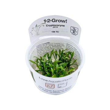 Planta acvariu Cryptocoryne parva in vitro Tropica
