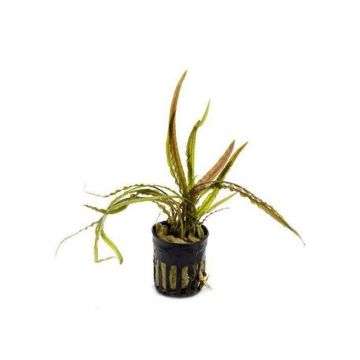 Planta acvariu Cryptocoryne retrospiralis Stoffels
