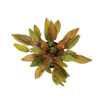 Planta acvariu Cryptocoryne walkeri legroi Dennerle