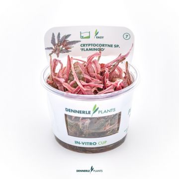 Planta acvariu Cryptocoryne wendtii Flamingo In Vitro Dennerle