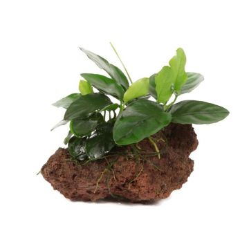 Planta acvariu Decor Anubias Nana pe lava stone Tropica
