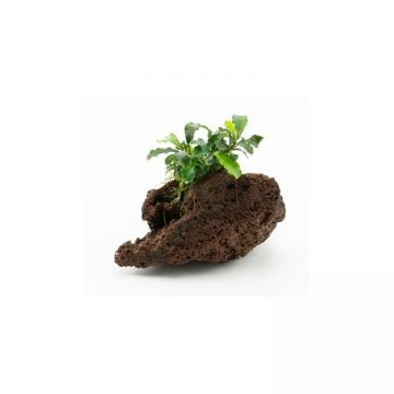 Planta acvariu Decor Bucephalandra spec pe lava stone