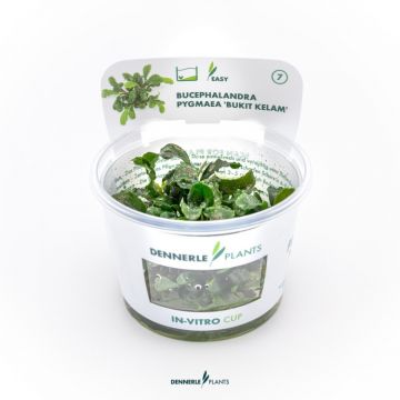 Planta acvariu Dennerle Bucephalandra Bucephalandra pygmaea Bukit Kelam In-Vitro
