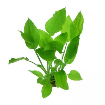 Planta acvariu Echinodorus Argentinensis Dennerle