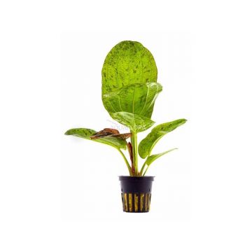 Planta acvariu Echinodorus Paul Kloecker Stoffels