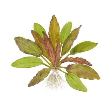 Planta acvariu Echinodorus Red Diamond Stoffels