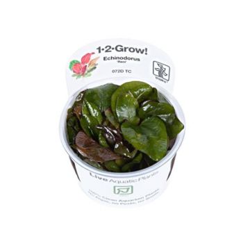 Planta acvariu Echinodorus Reni in vitro Tropica