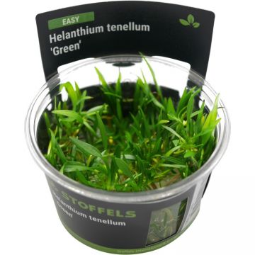 Planta acvariu Echinodorus Tenellus Green in vitro Stoffels
